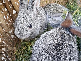 Xbox Series在日销量已是Xbox One 2倍还多